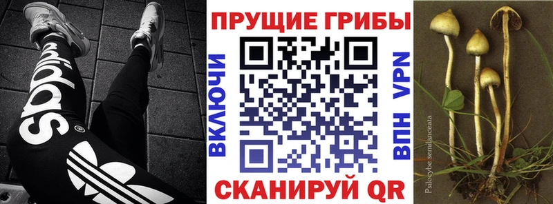 МЕГА ТОР  Анапа  Галлюциногенные грибы GOLDEN TEACHER 